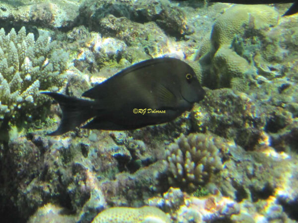 Ctenochaetus striatus
