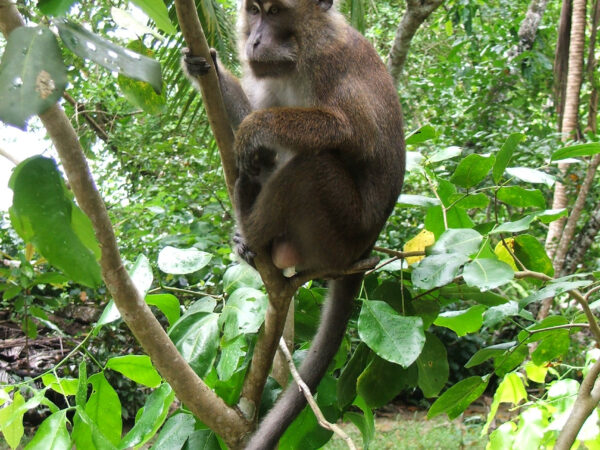 Macaca widmann