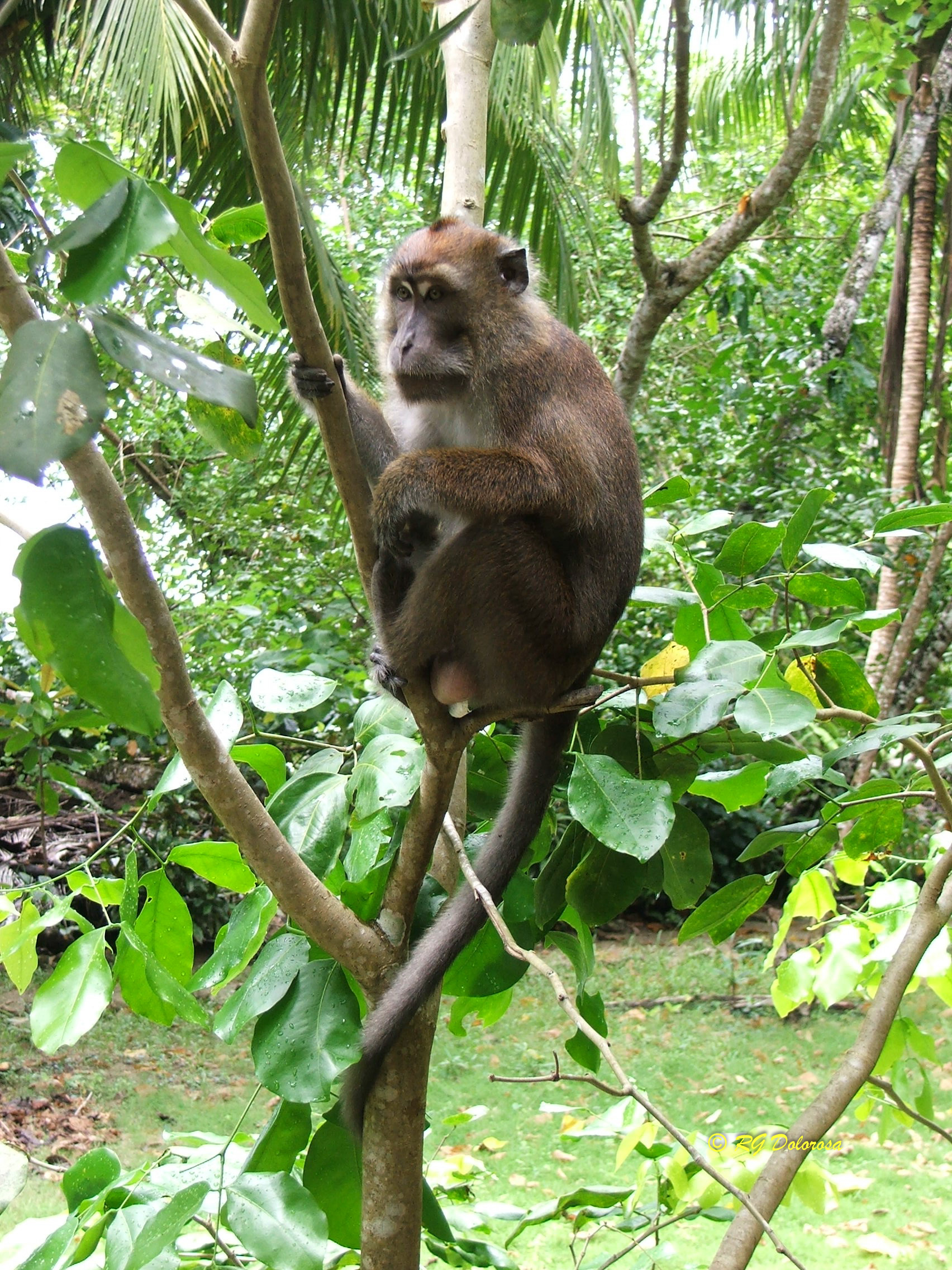 Macaca widmann