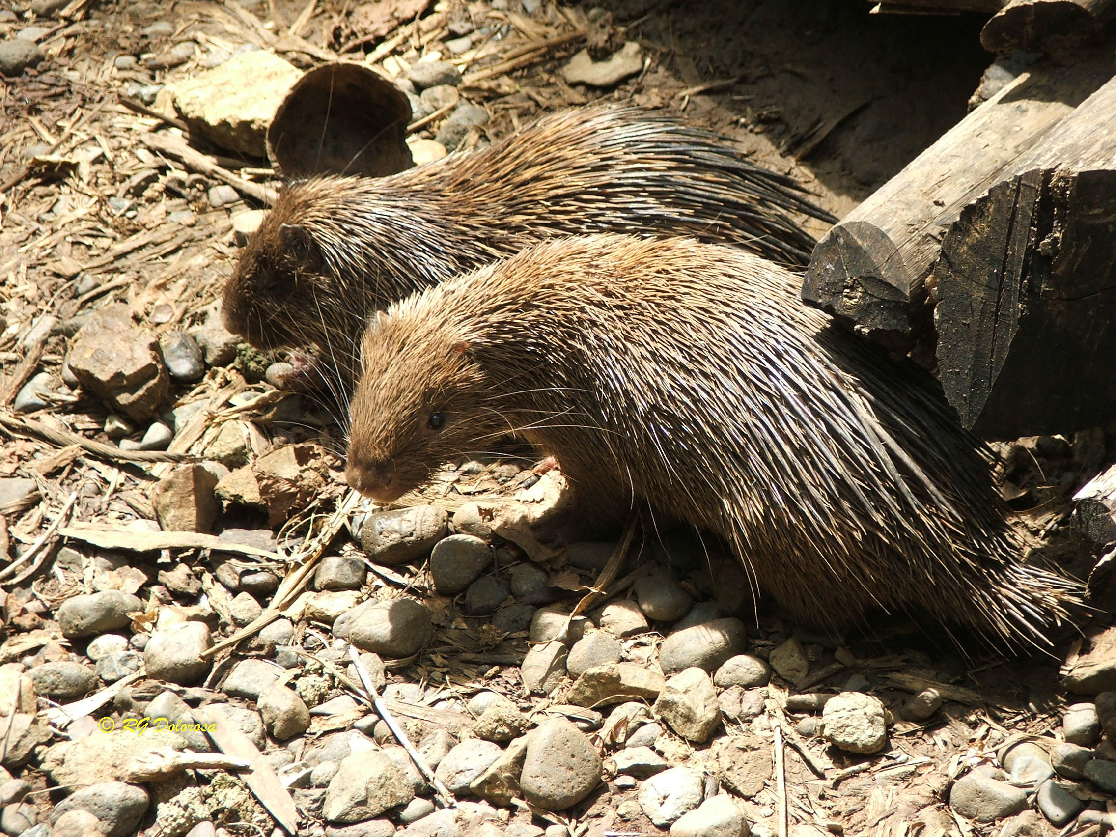 Hystrix pumila