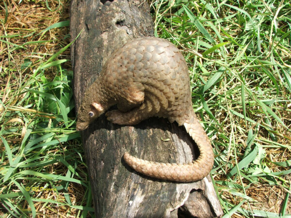 Manis culionensis
