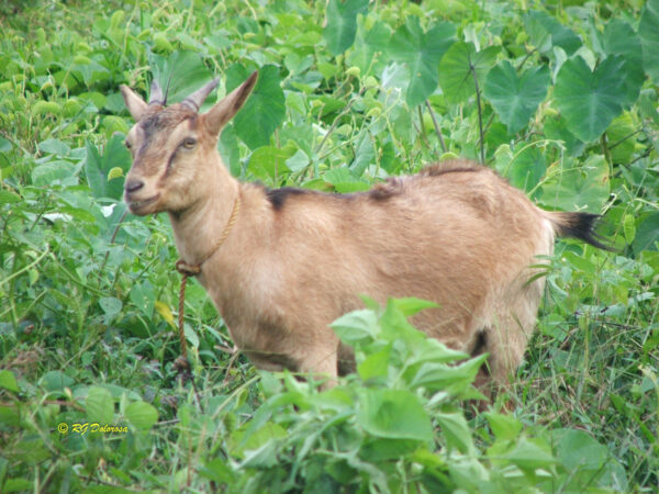 Capra sp.