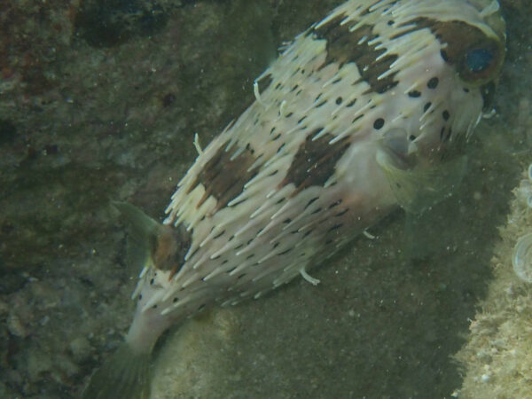 Diodon liturosus
