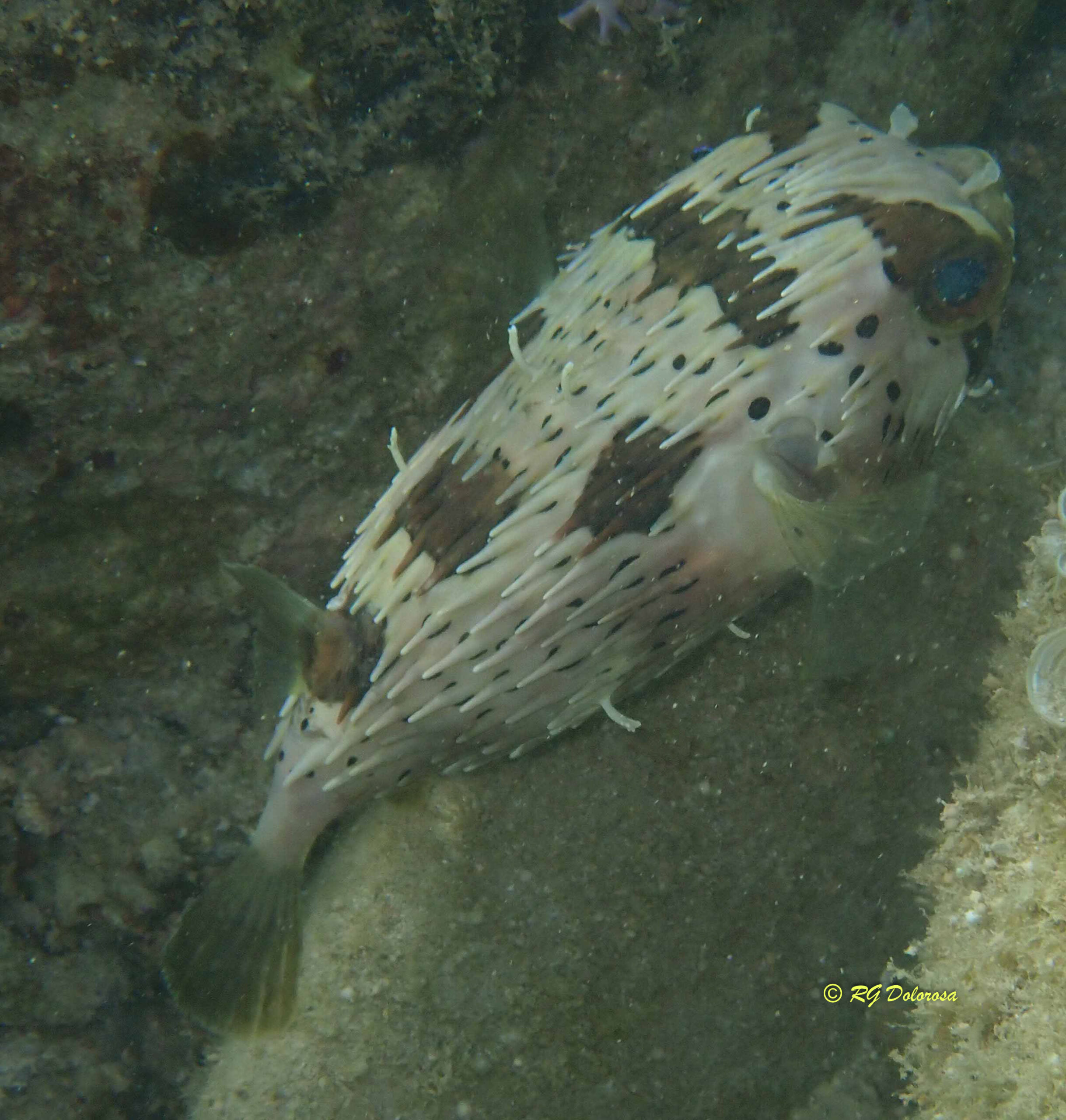 Diodon liturosus