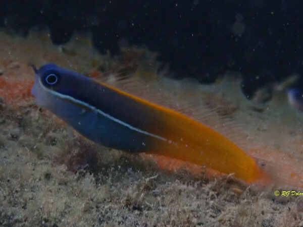 Ecsenius tricolor