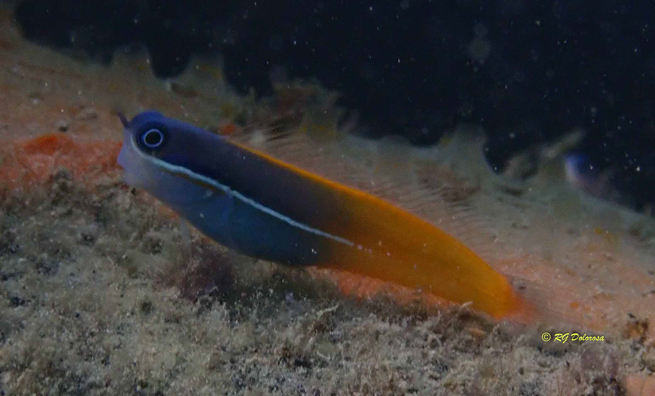 Ecsenius tricolor
