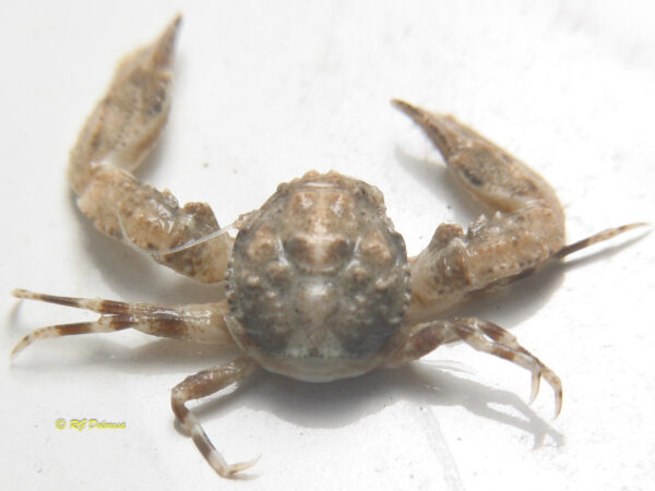 Enosteoides mellisa