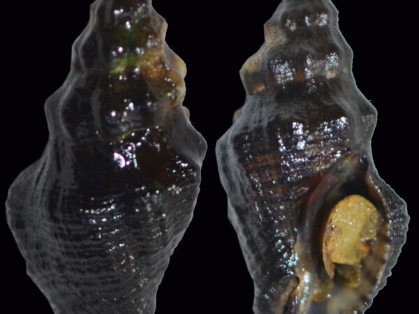 Ergalatax margariticola