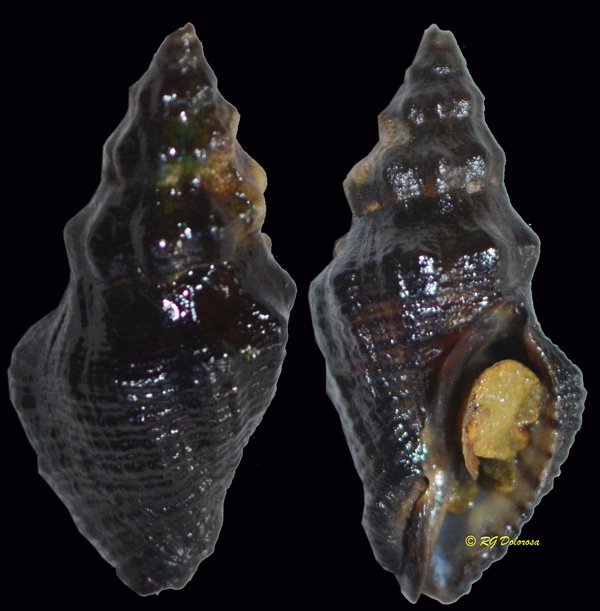 Ergalatax margariticola
