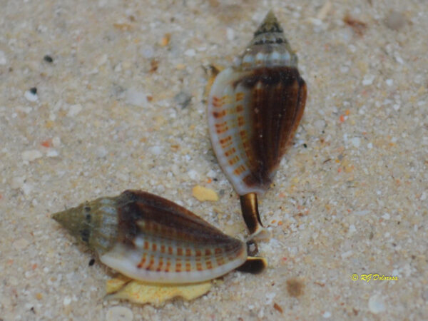 Eucithara marginelloides