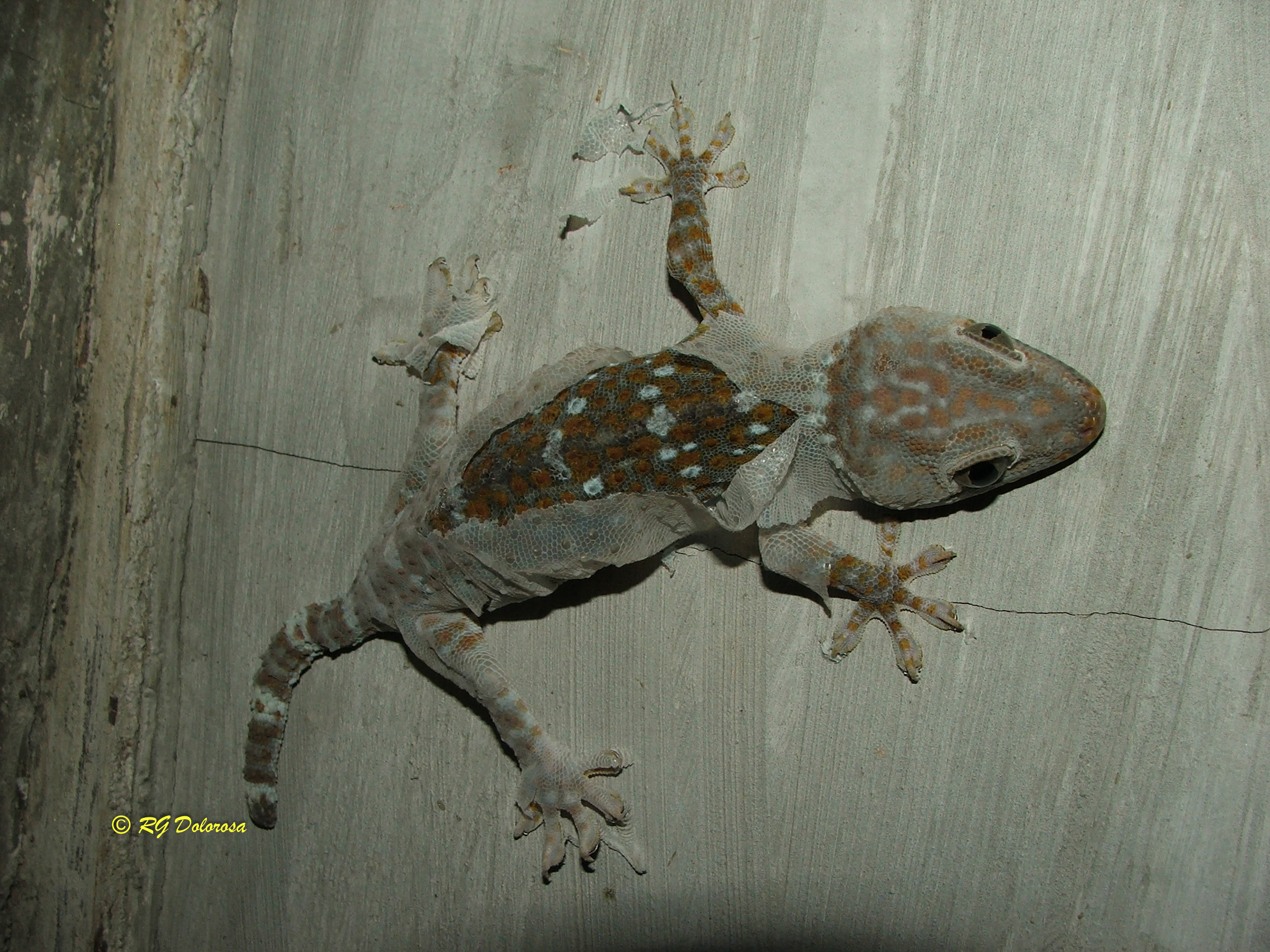 Gekko gecko