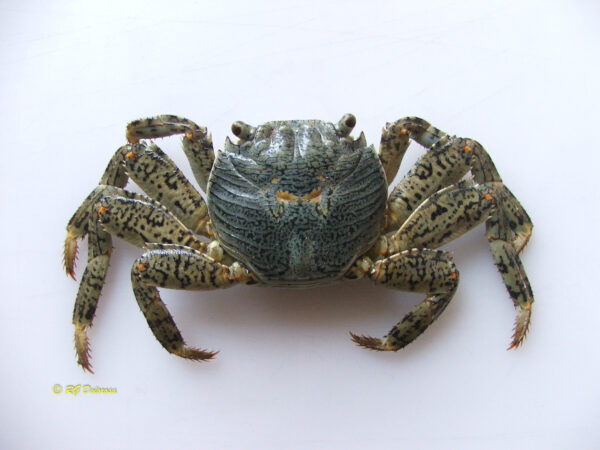 Grapsus albolineatus