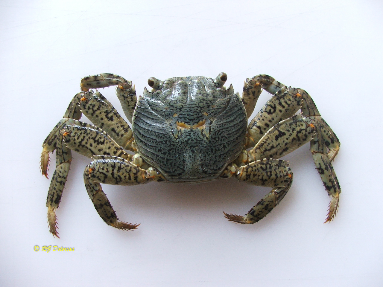 Grapsus albolineatus