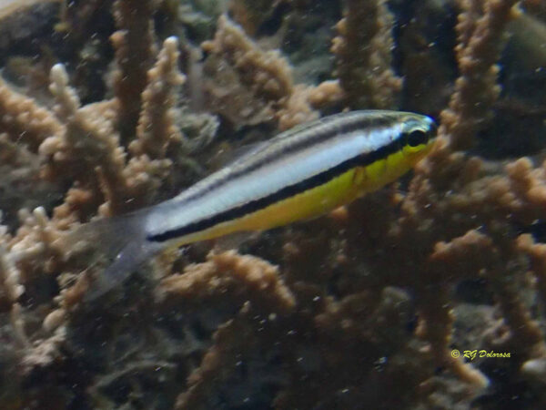 Meiacanthus geminatus