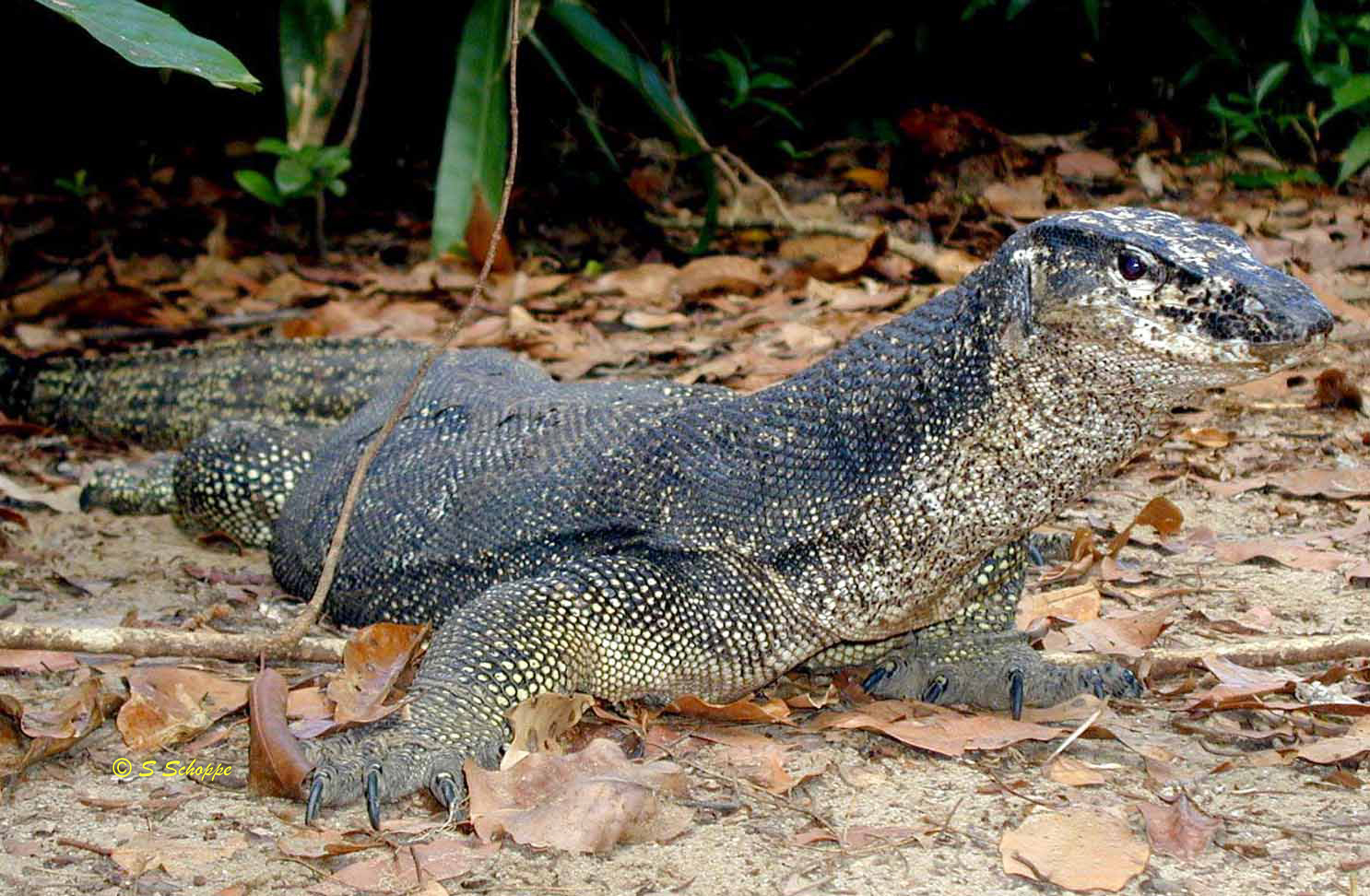 Varanus palawanensis