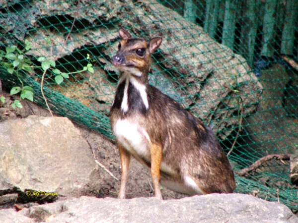 Tragulus nigricans
