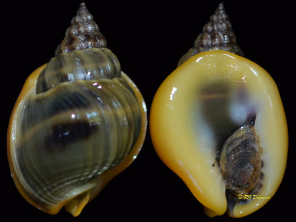 Nassarius pullus