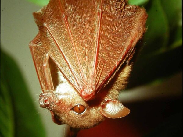 Acerodon leucotis