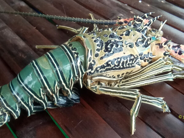 Panulirus versicolor