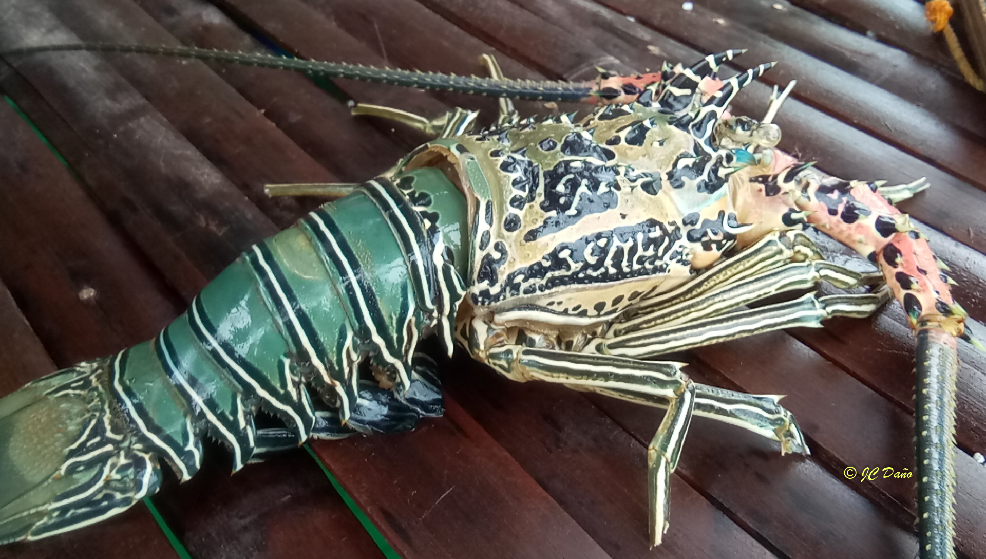 Panulirus versicolor