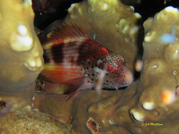Paracirrhites forsteri