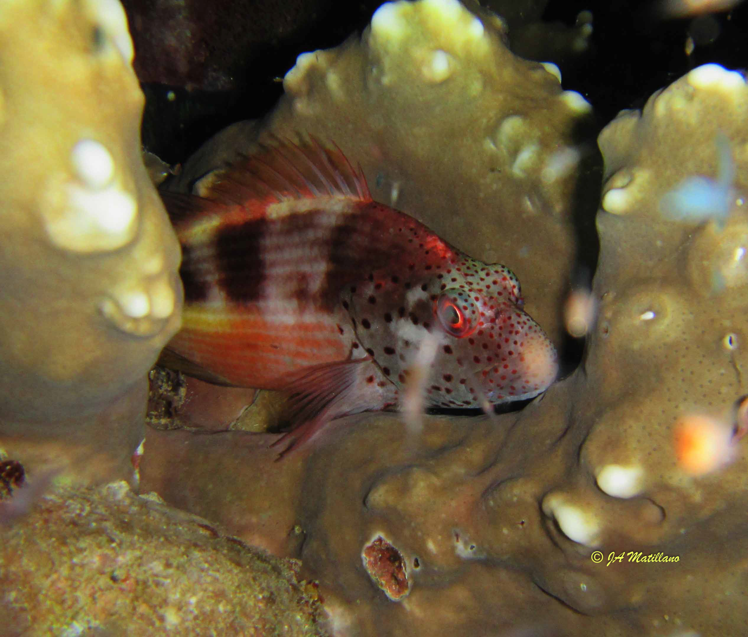 Paracirrhites forsteri
