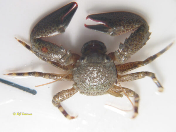 Petrolisthes lamarckii