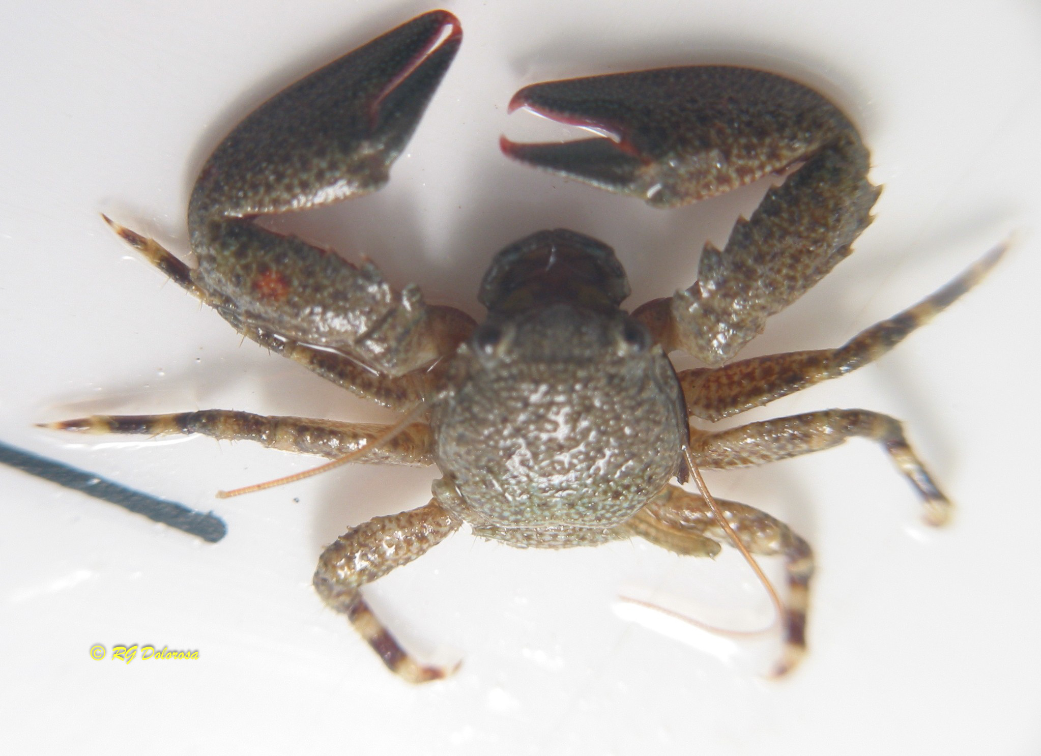 Petrolisthes lamarckii