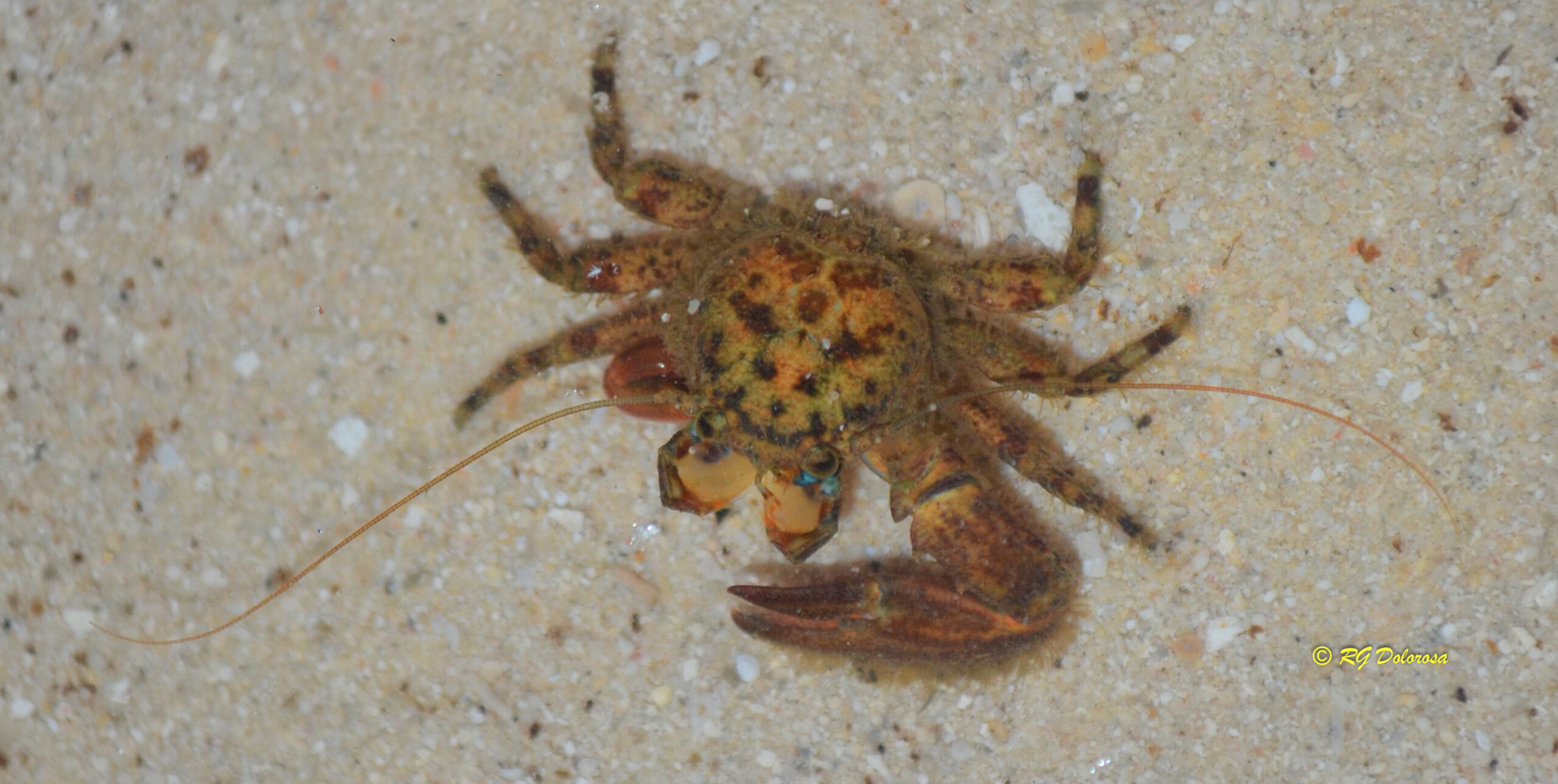 Petrolisthes teres
