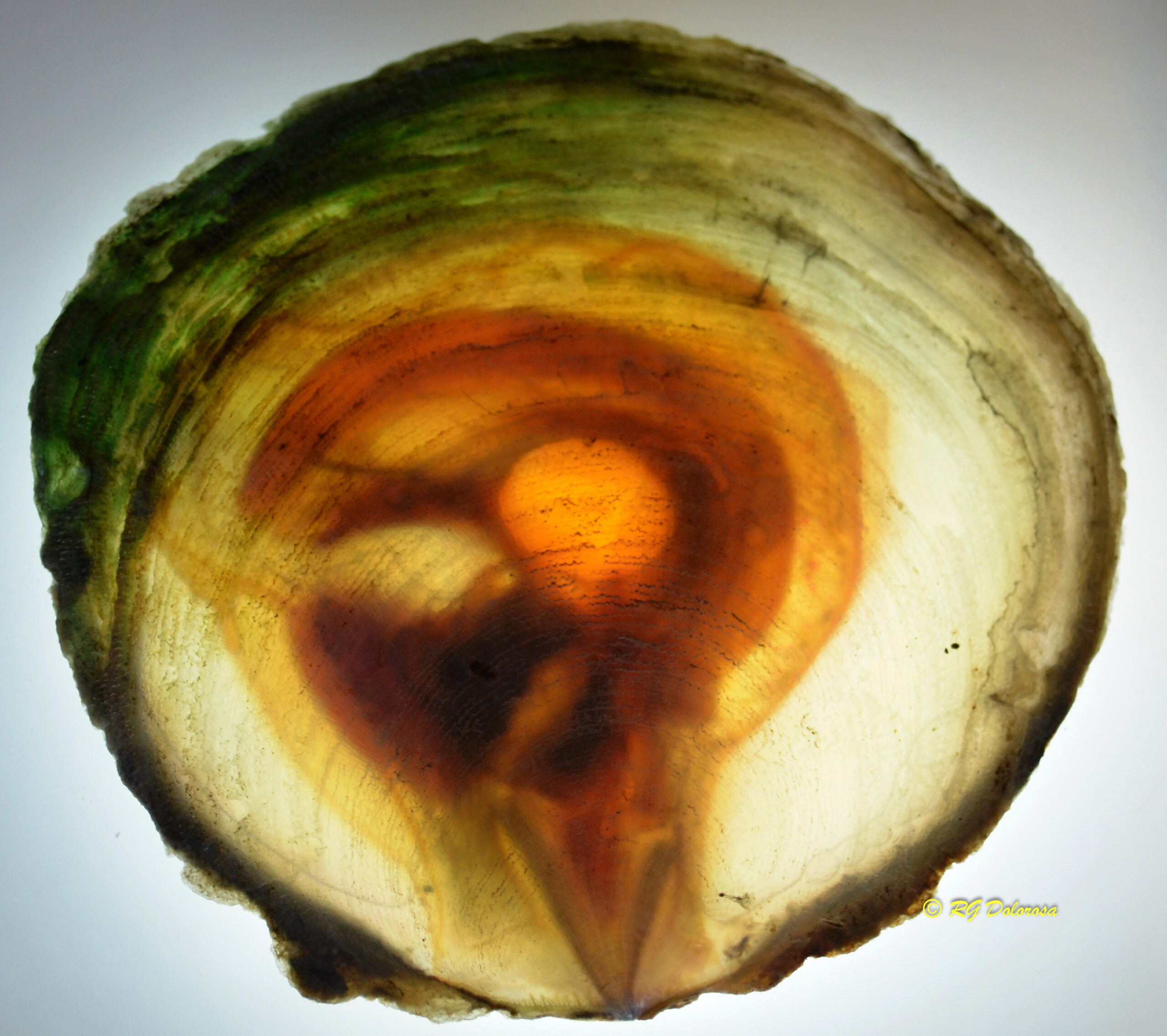 Placuna placenta