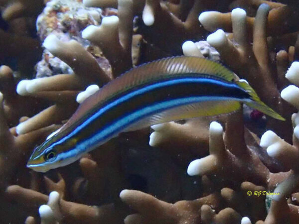 Plagiotremus rhinorhynchos