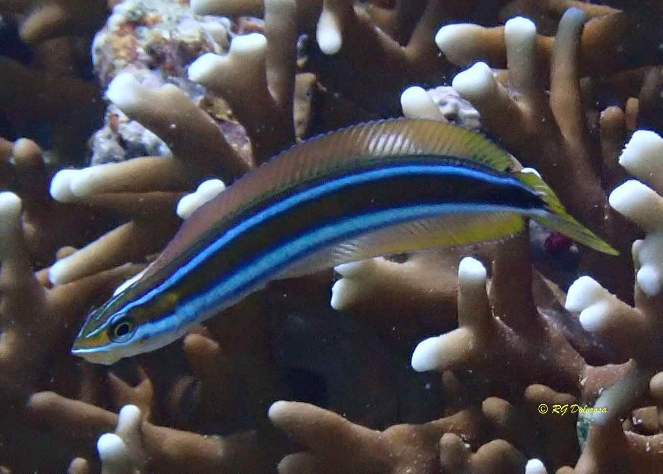 Plagiotremus rhinorhynchos
