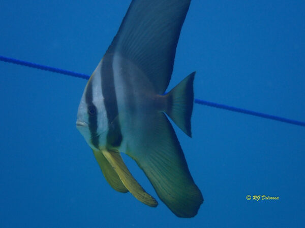 Platax teira