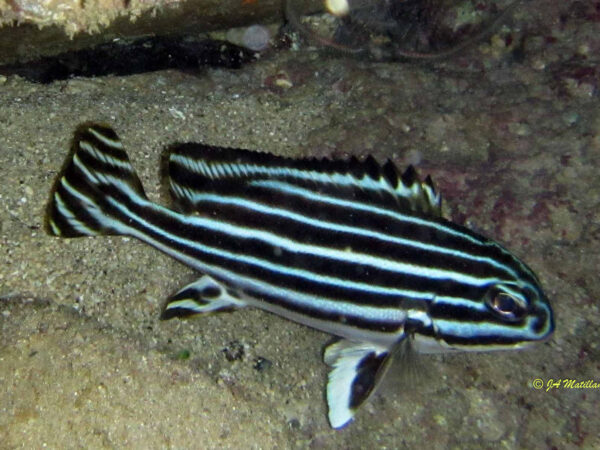 Plechtorhincus vittatus