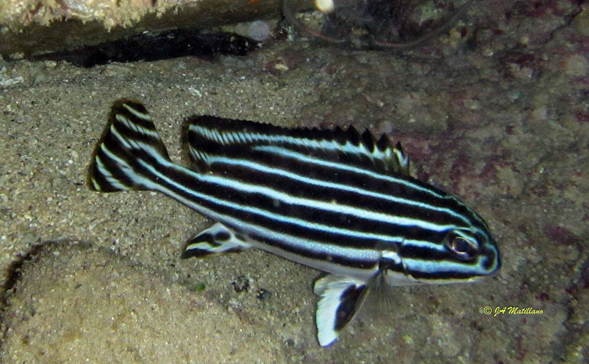 Plechtorhincus vittatus