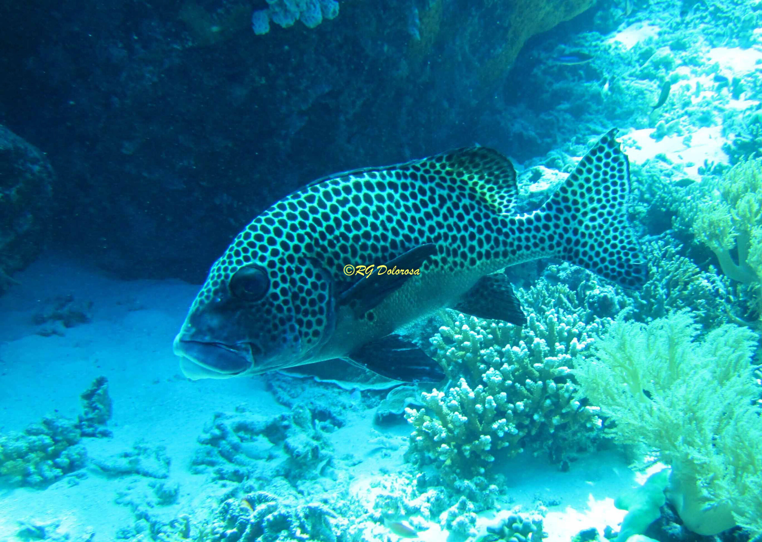 Plectorhinchus chaetodonoides