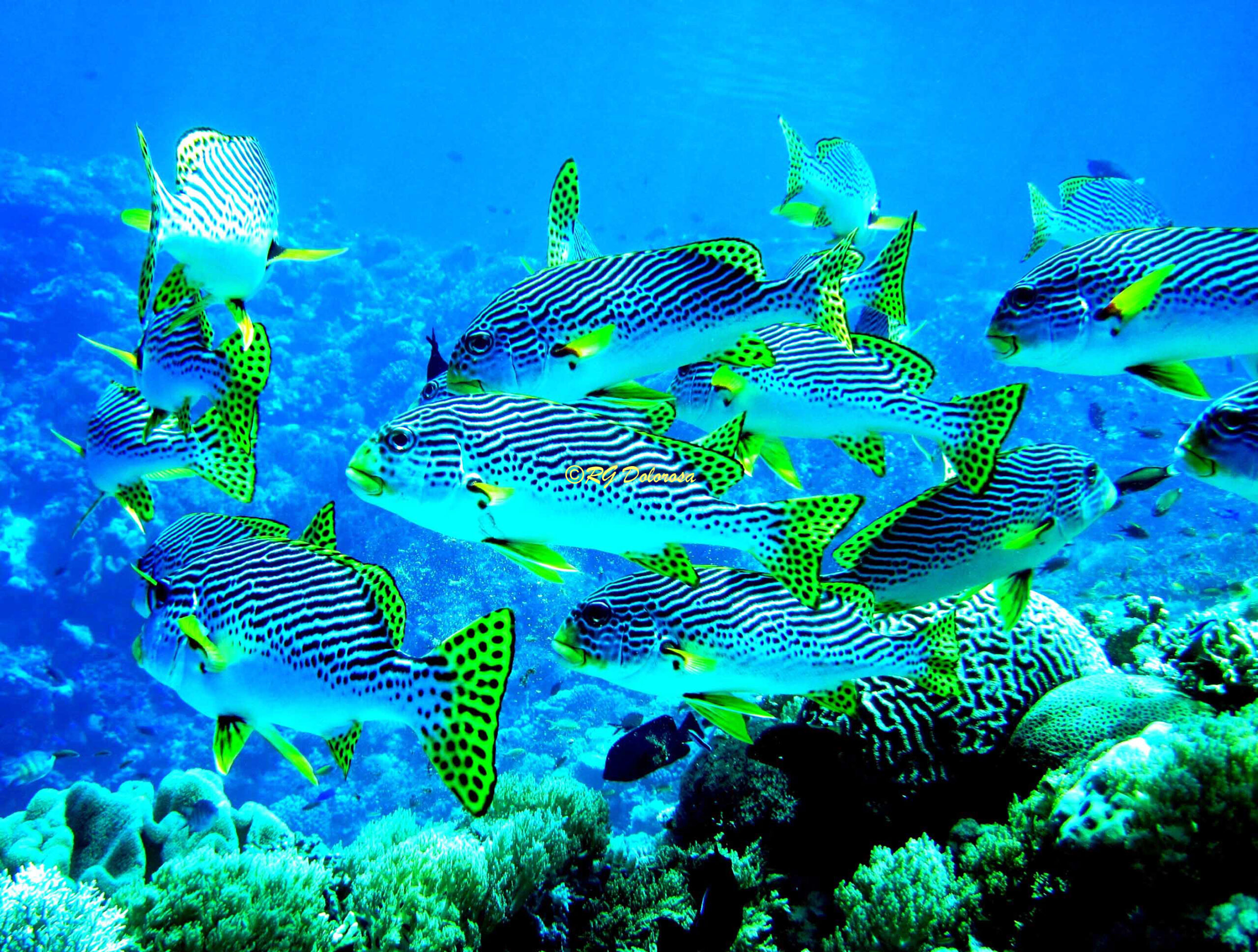 Plectorhinchus lineatus