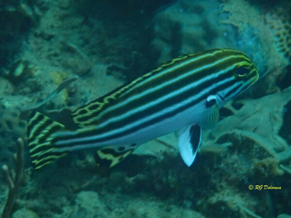 Plectorhincus lessonii