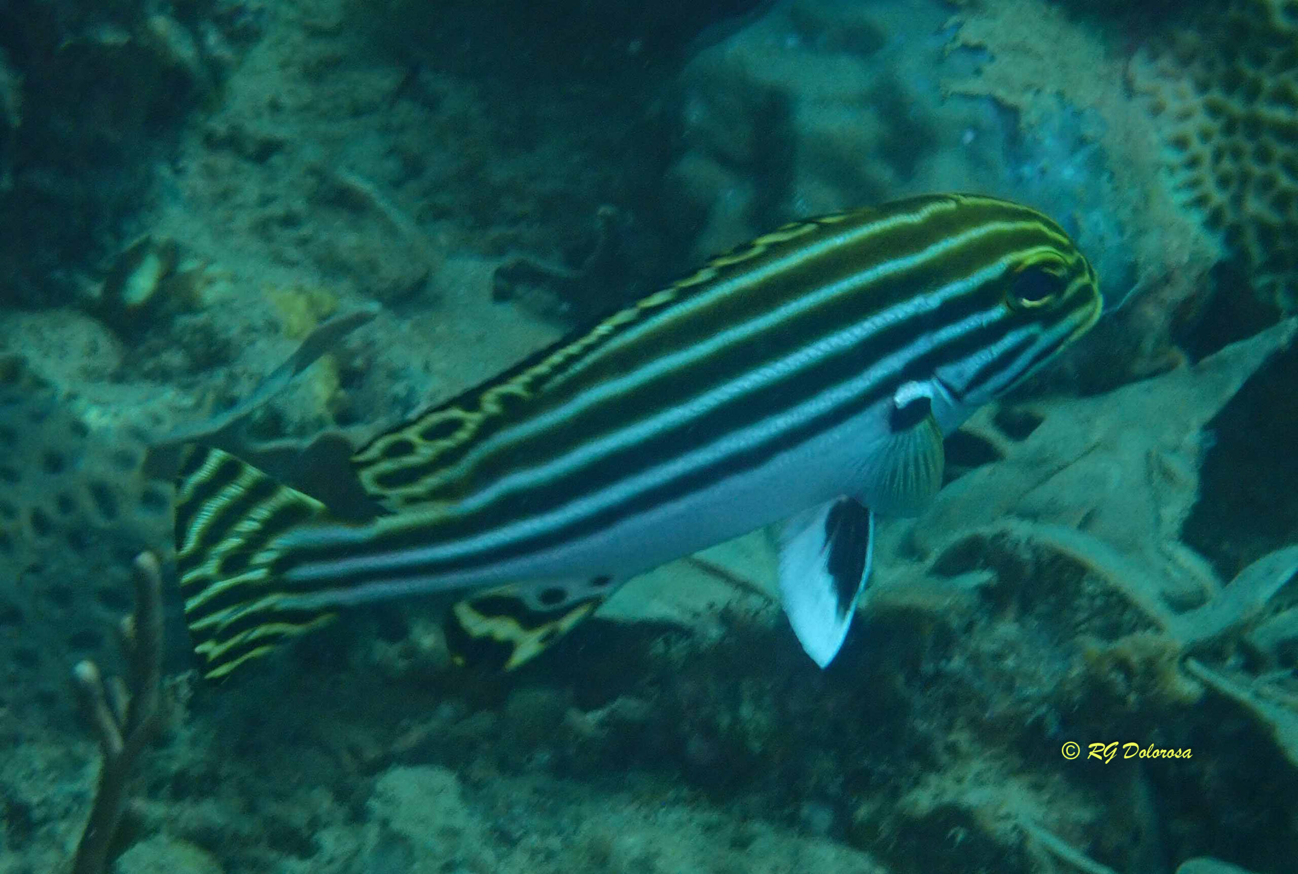 Plectorhincus lessonii