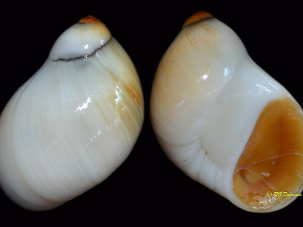 Polinices margariticola