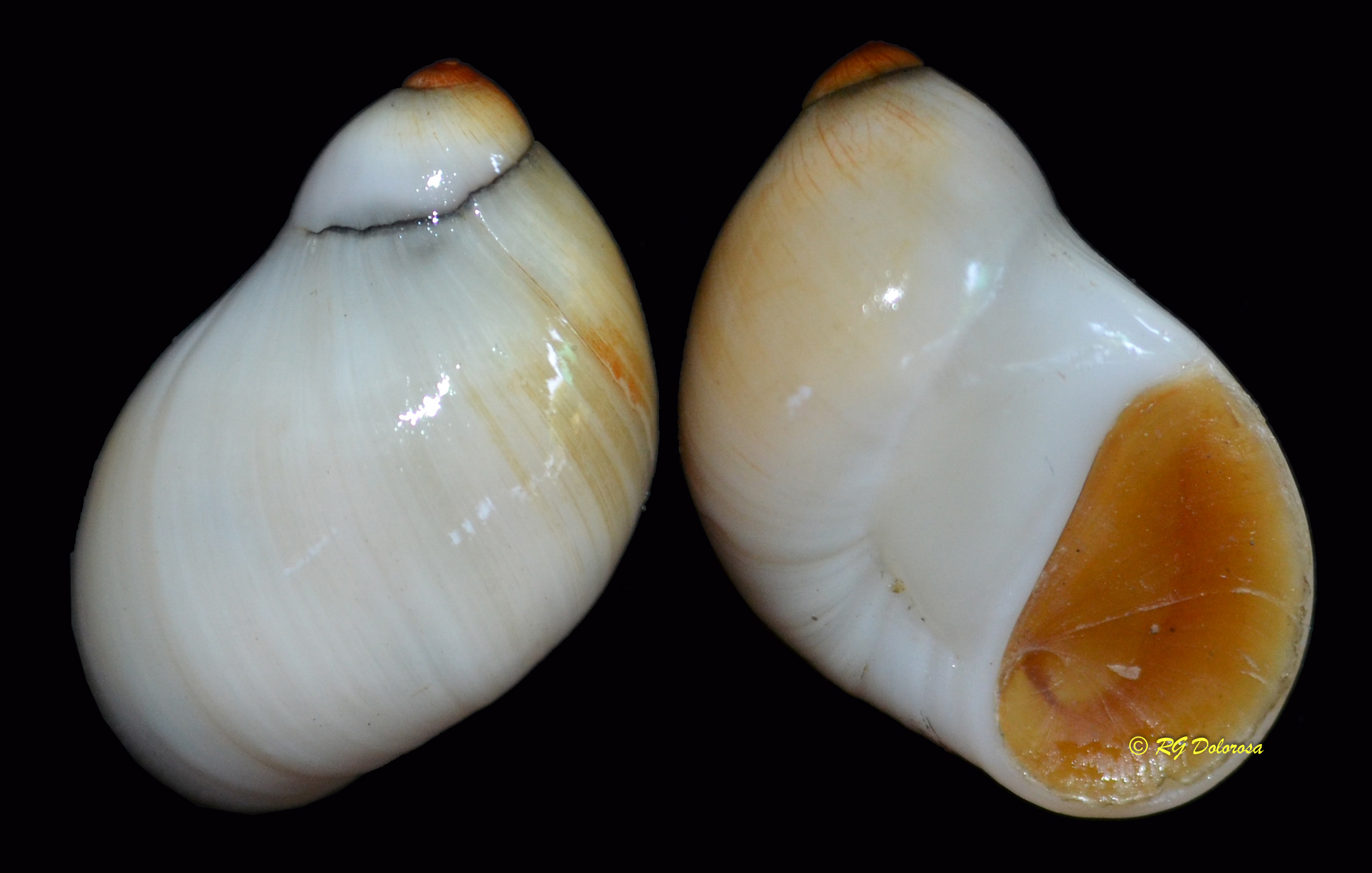 Polinices margariticola