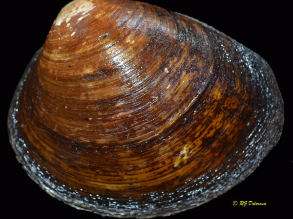 Polymesoda erosa
