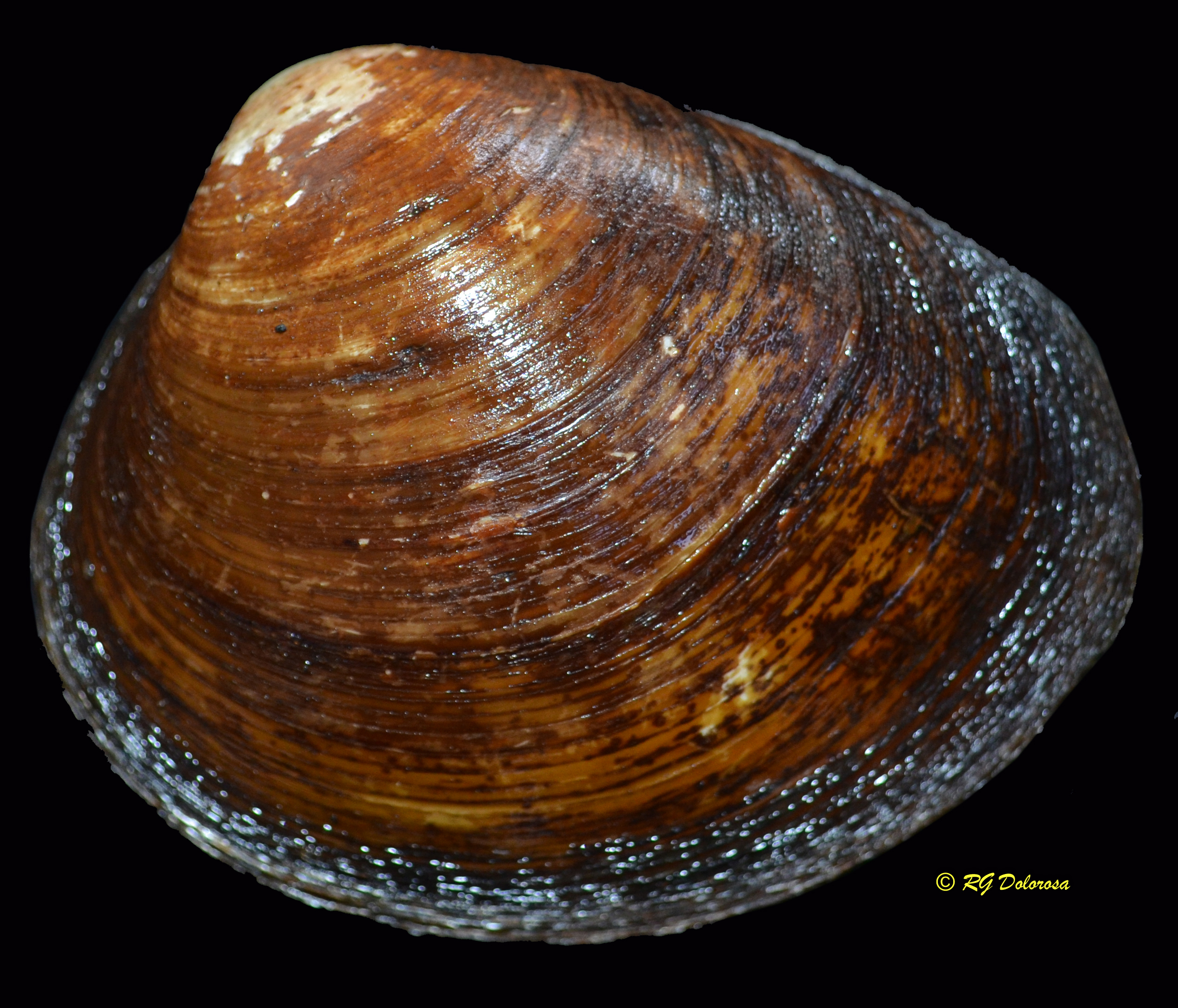 Polymesoda erosa