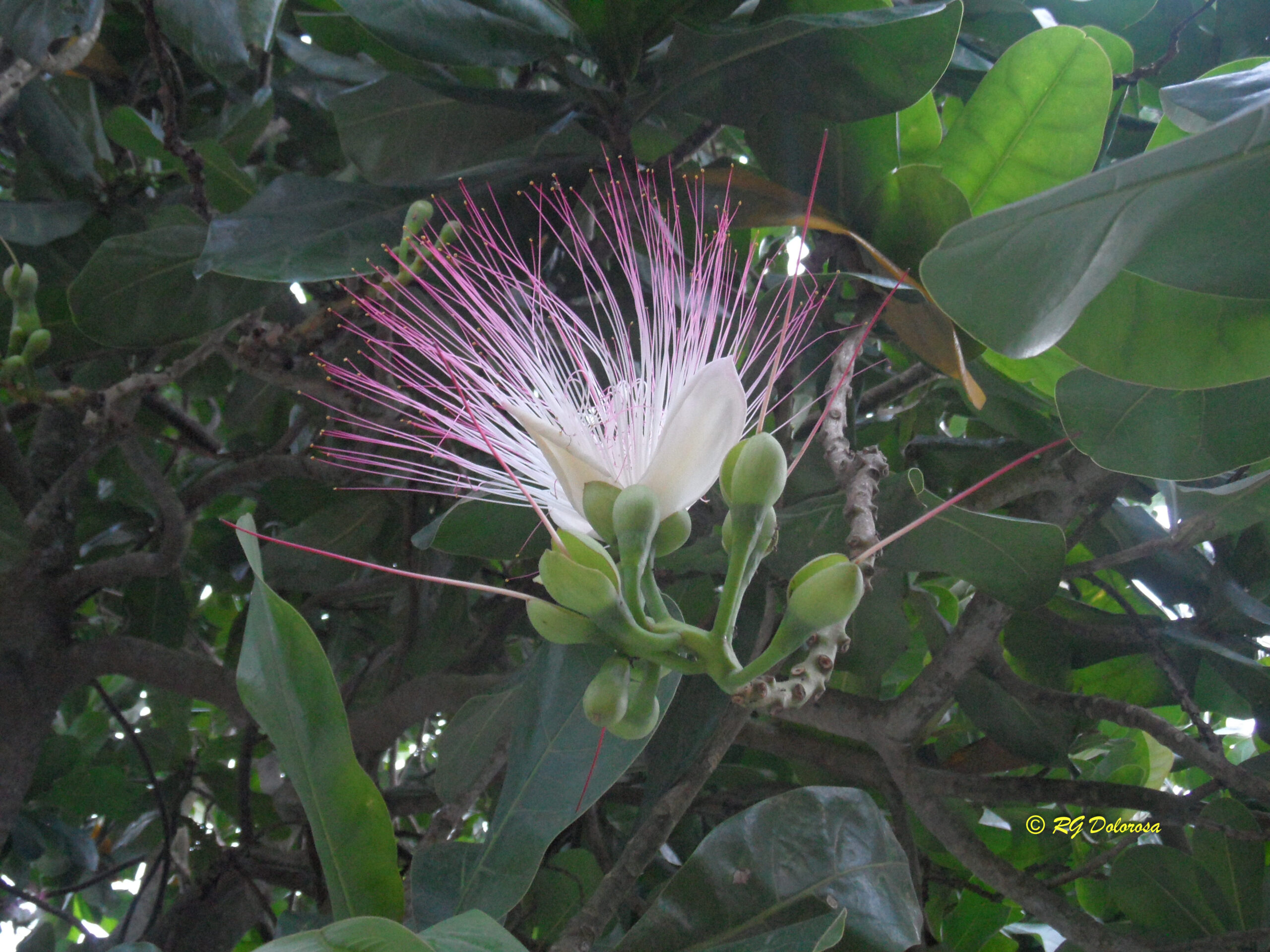 Barringtonia asiatica