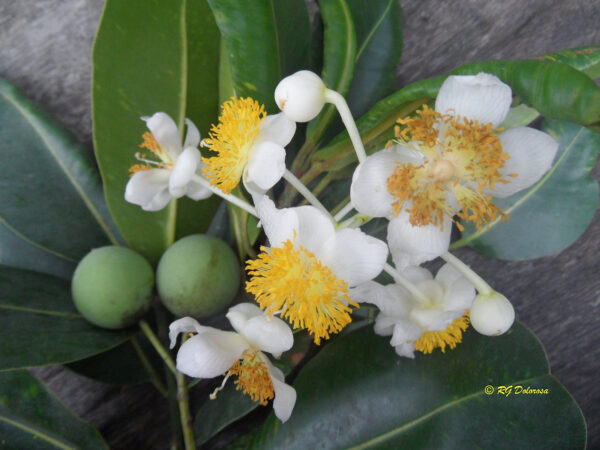 Calophyllum inophyllum