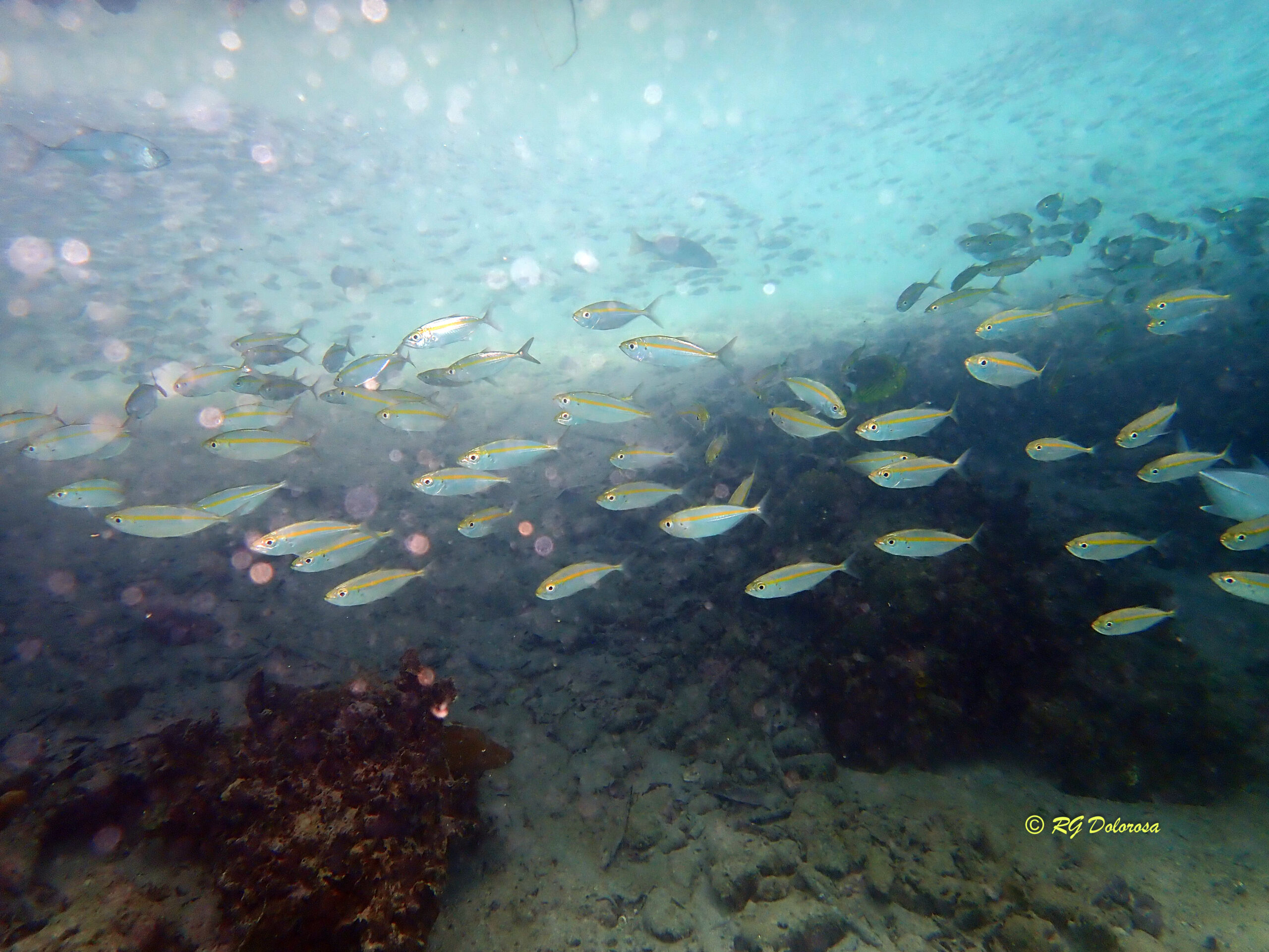 Selaroides leptolepis
