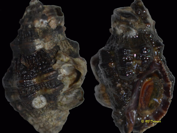 Semiricinula muricina