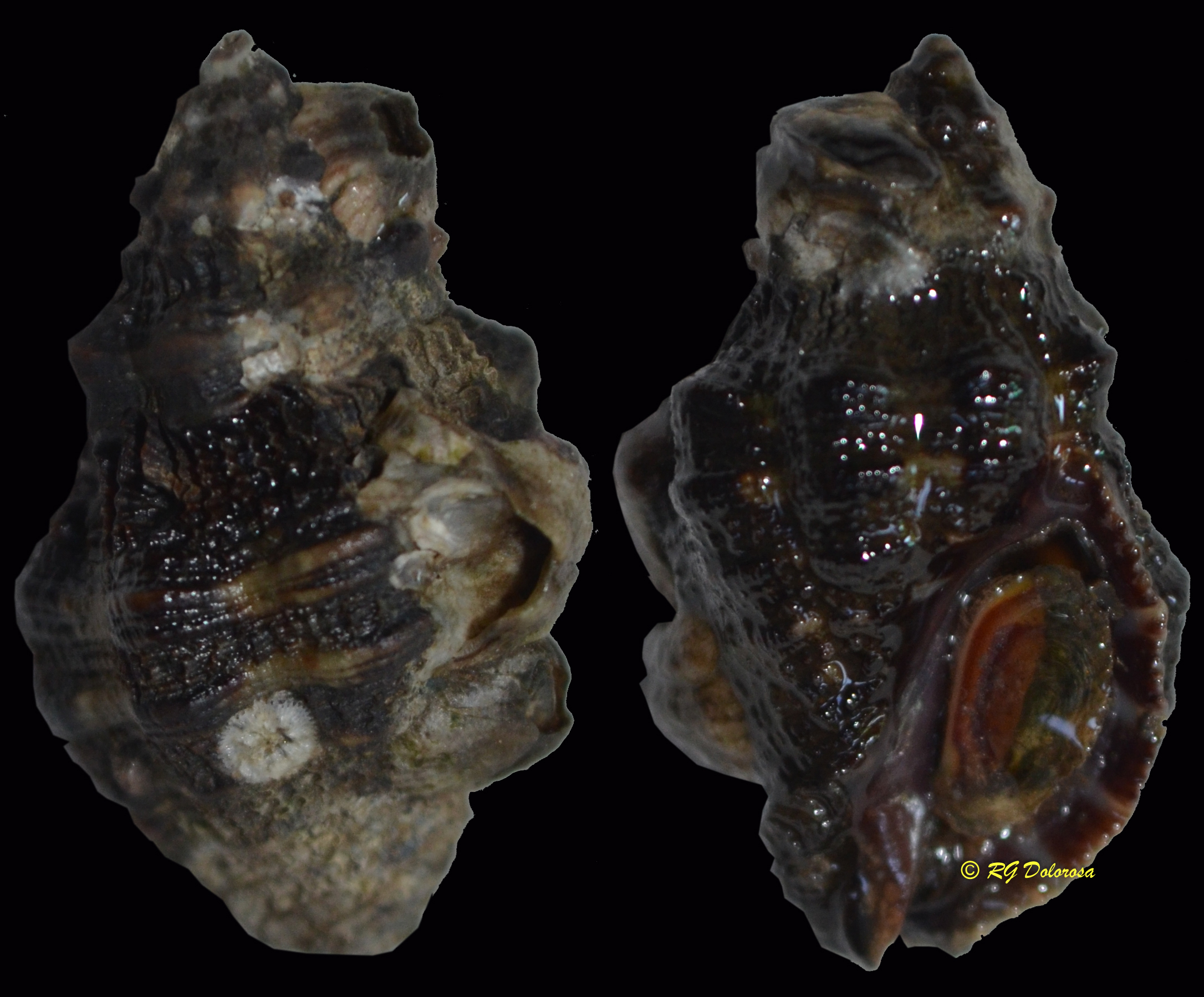 Semiricinula muricina