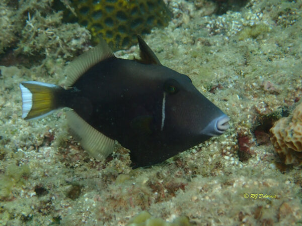 Sufflamen chrysopterus