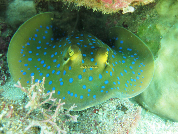 Taeniura lymma